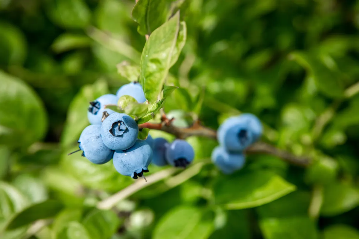 Blueberries ready for harvest on the bush