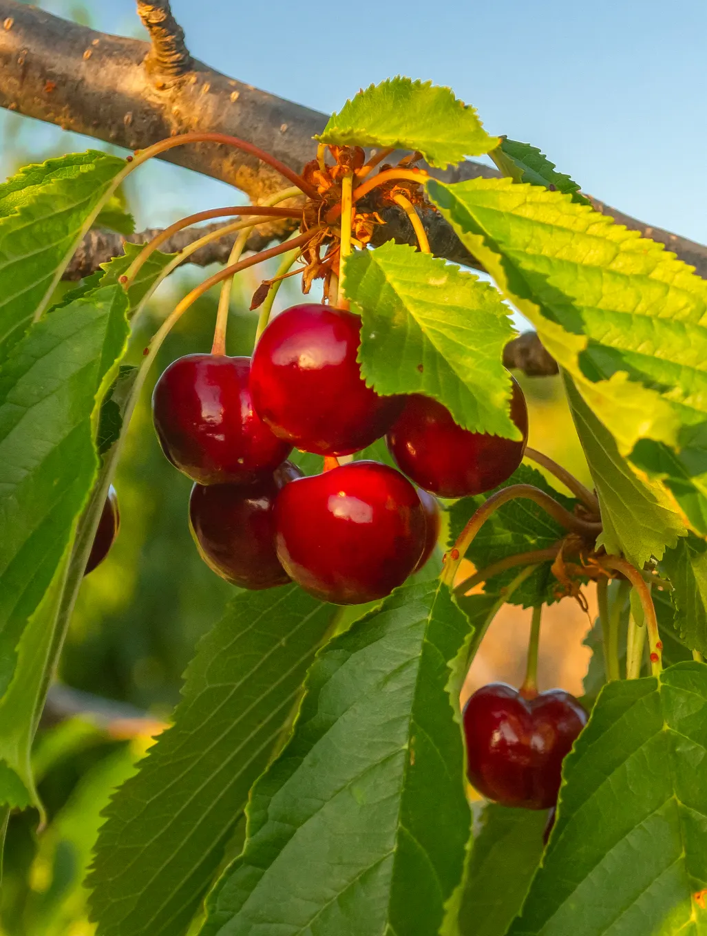 Ripe red cherries on the tree