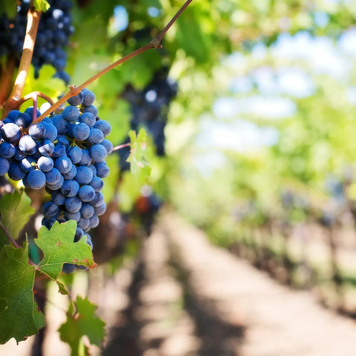 Bunches of black grapes in a vineyard