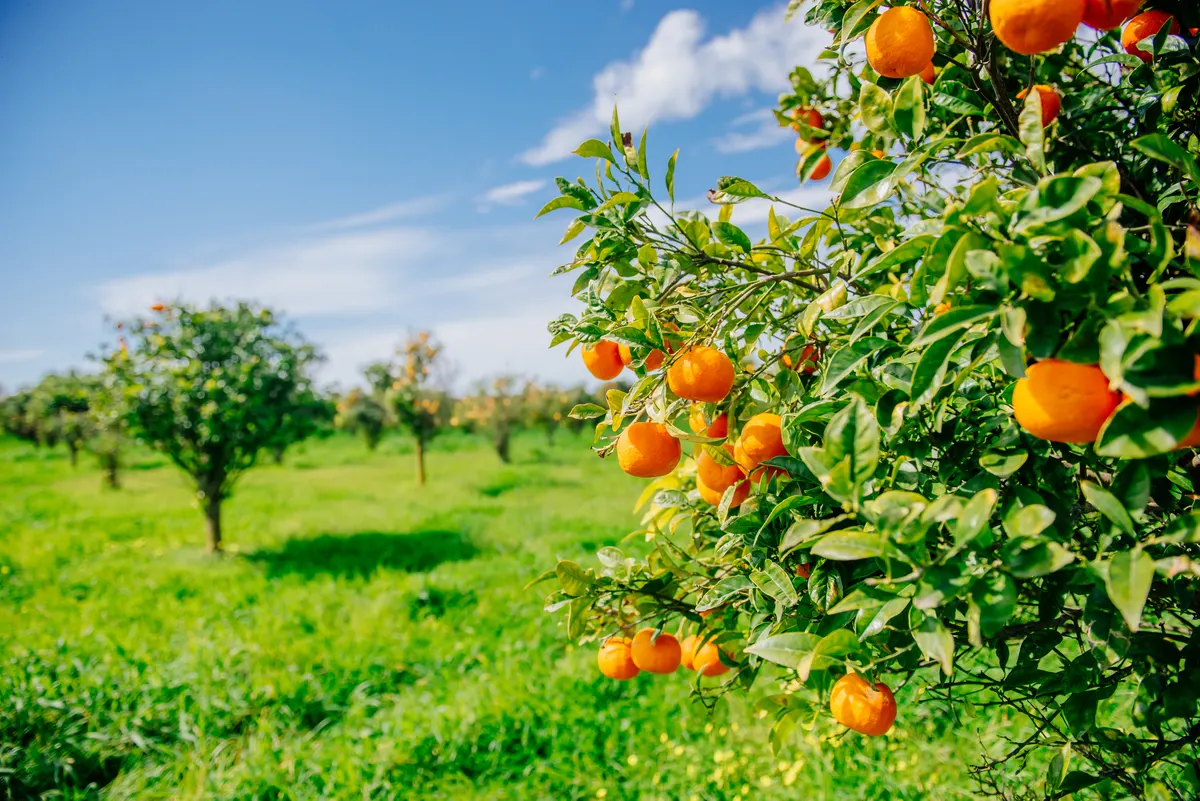 Mandarin trees in an orchard