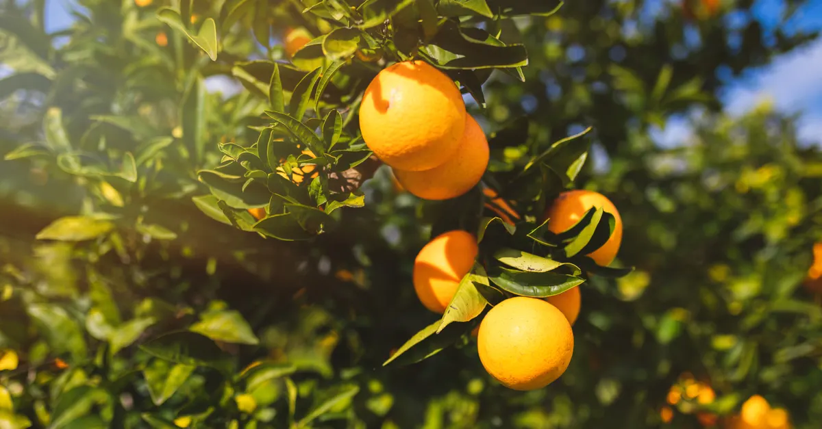 Oranges ripening on the tree