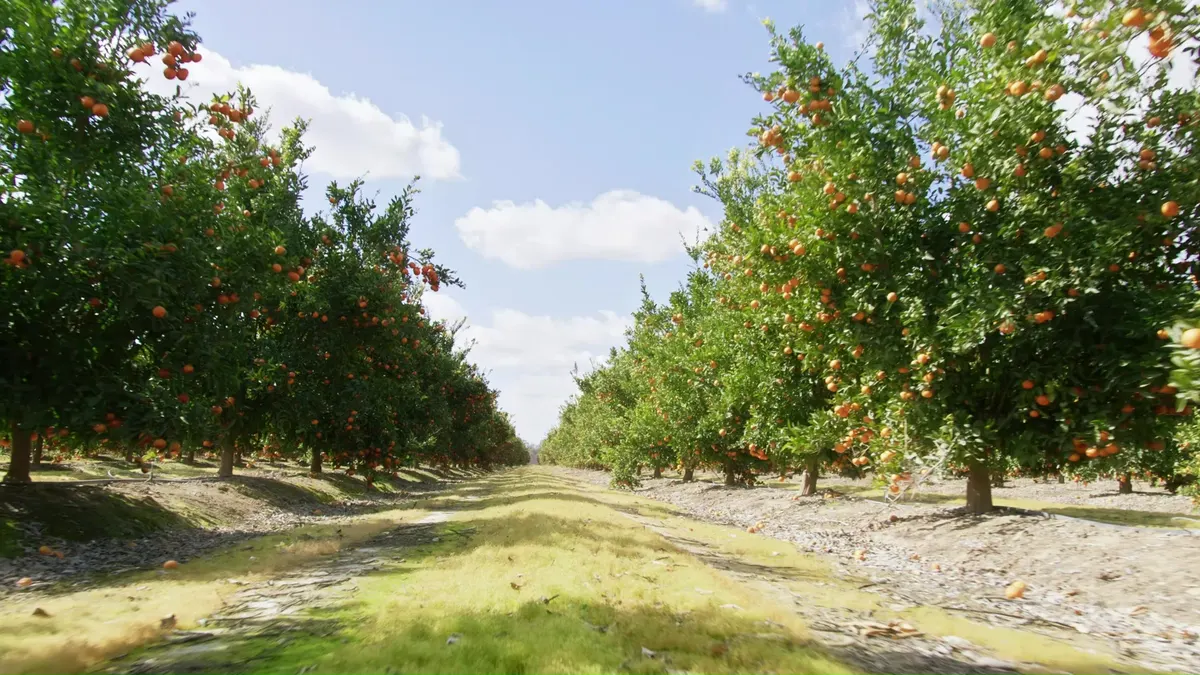 Rows of citrus trees in a commercial orchard